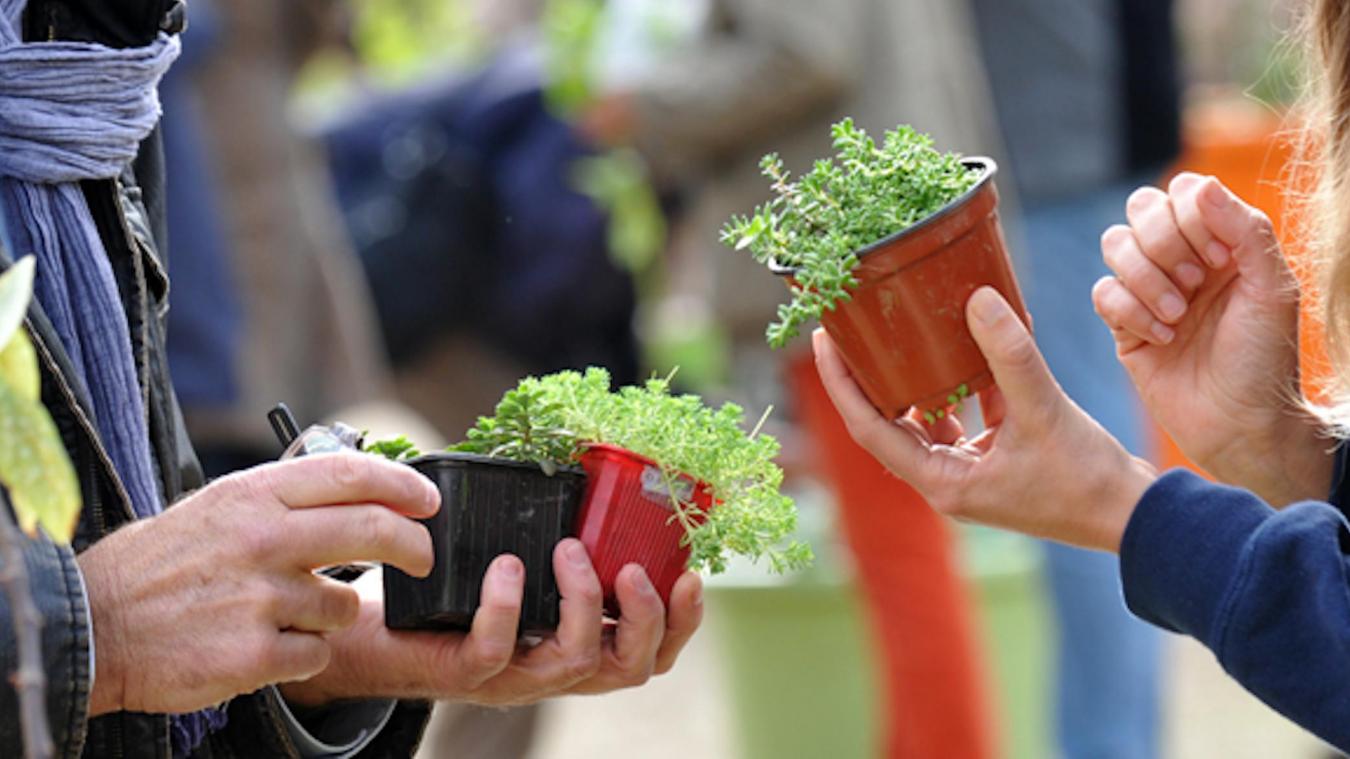 Grainofête – Troc aux plantes et graines