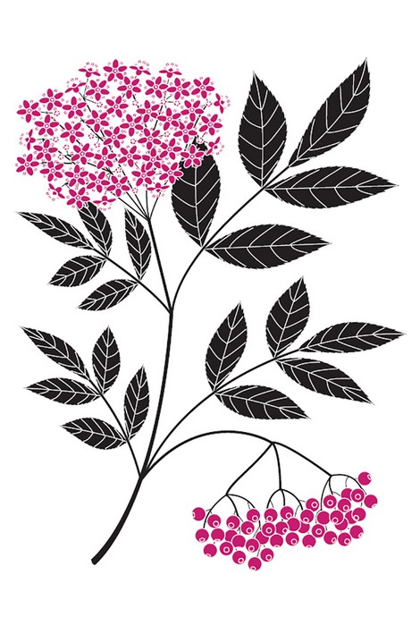 L’herbier d’Emilie Vast